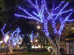 In the absence of Christmas trees, palm trees have to serve as Christmas decorations.